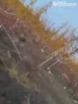 file_2796